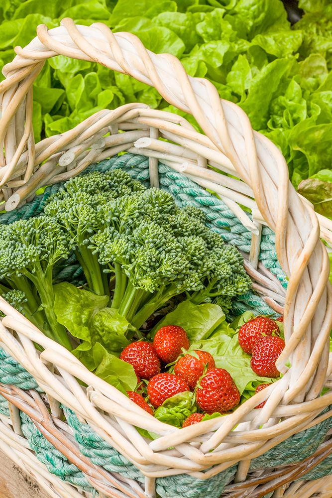 Issaquah-Washington State-USA Basket of freshly harvested Blue Wind broccoli